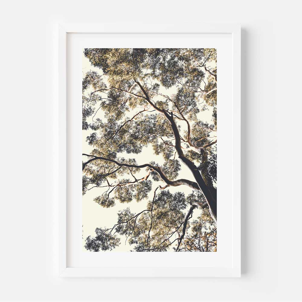 A white framed photograph of EUCALYPTUS tree in the forest - Wall art decor