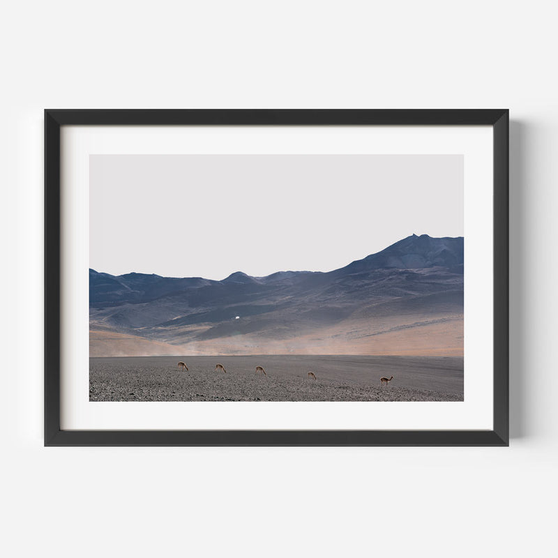 Vicuñas I