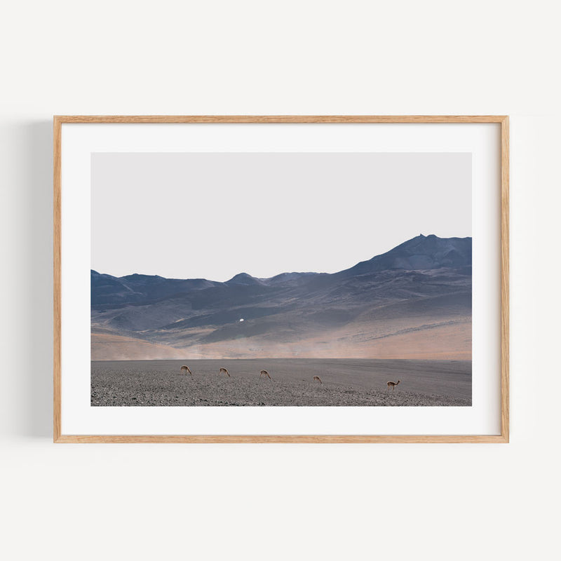 Vicuñas I
