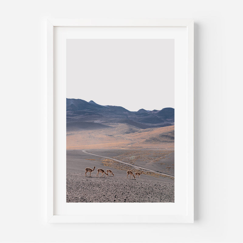 Vicuñas Safari I
