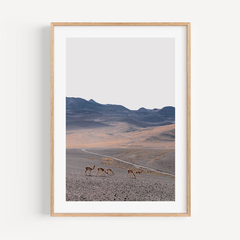 Vicuñas Safari I