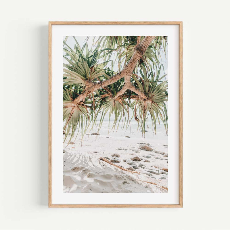 Wategos Pandanus
