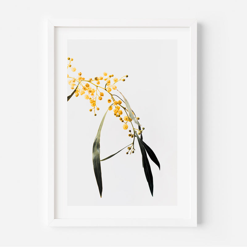 Wattle II