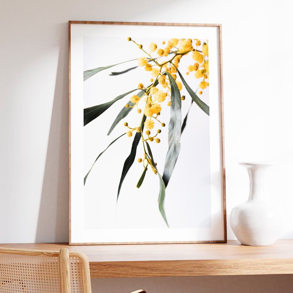 Sydney's Floral Majesty: A framed image showcasing the vibrant hues of the Golden Wattle Flower, ideal for adding a touch of Australian beauty to any space.
