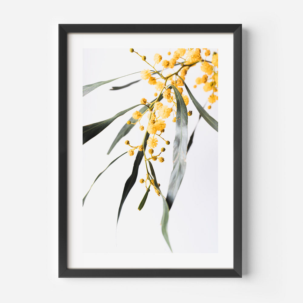 Framed Floral Delight: Bring the charm of Sydney's Golden Wattle Flower into your home or office with this exquisite wall art.