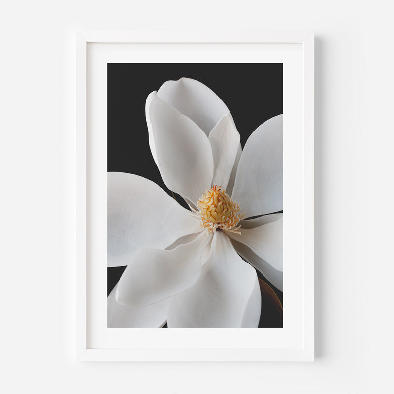 White Magnolia I