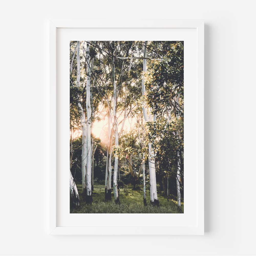 Ghost gums at dawn - wall art depicting stunning sunrise over ghost gums, perfect for home and office decor.