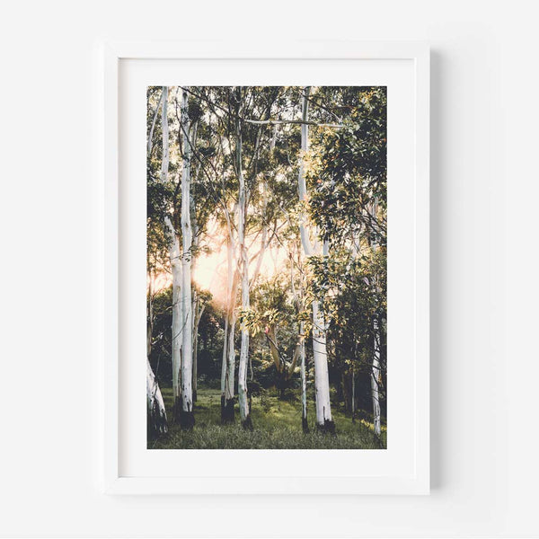 White Gums III