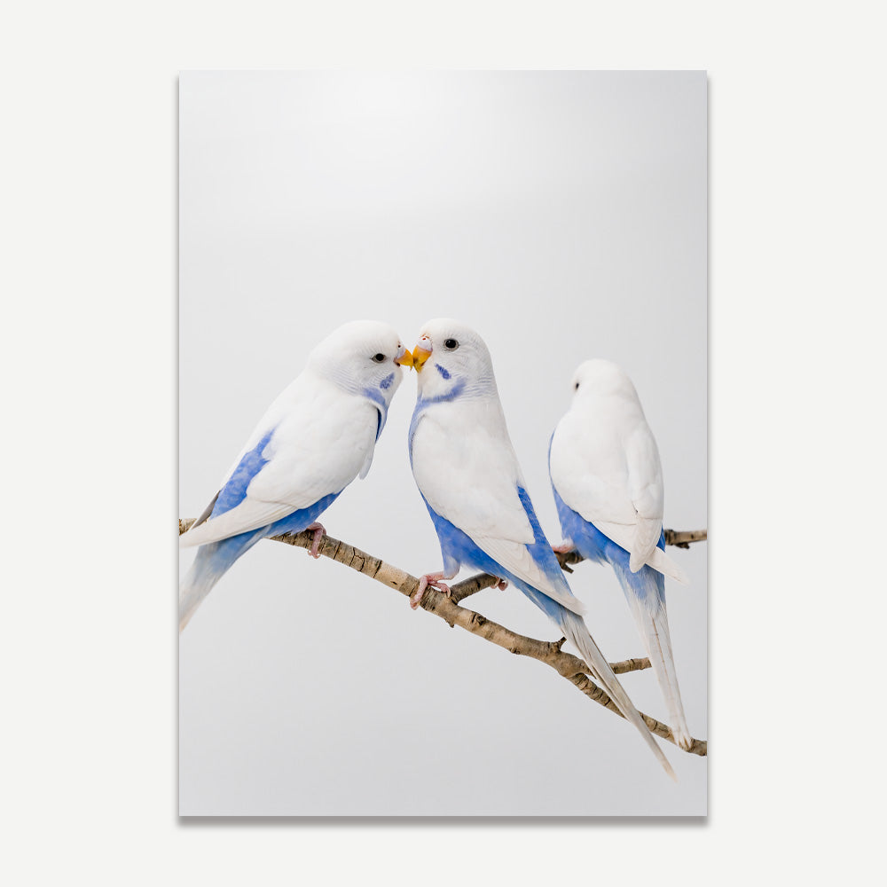 Angel Wings II Baby Budgerigars Art Print