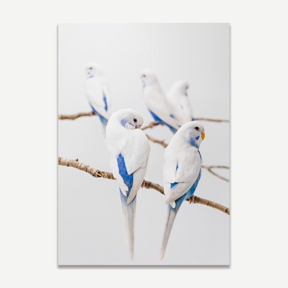 Angel Wings I Baby Budgerigars Art Print