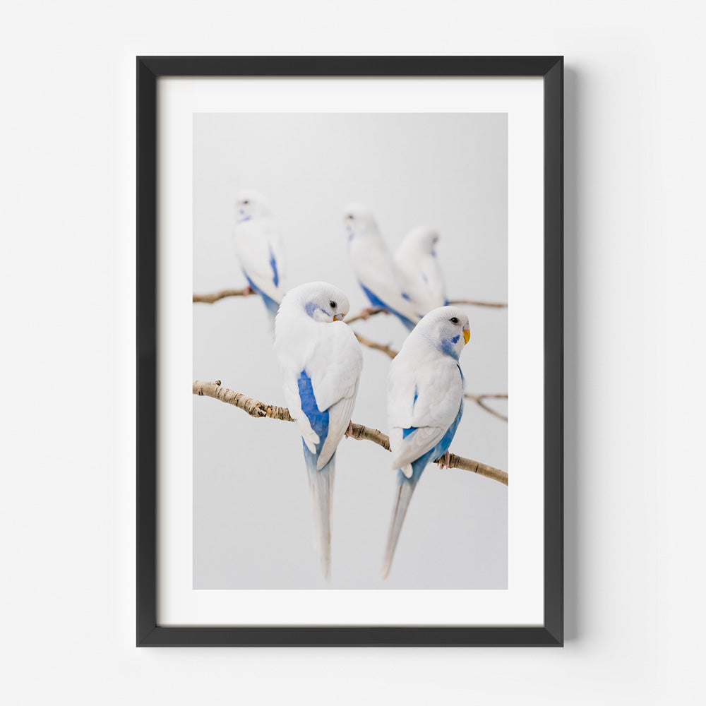 Angel Wings I Baby Budgerigars Art Print
