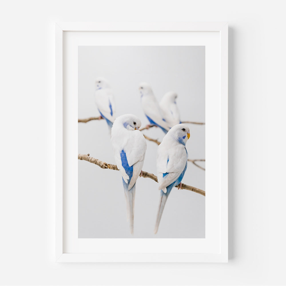 Angel Wings I Baby Budgerigars Art Print