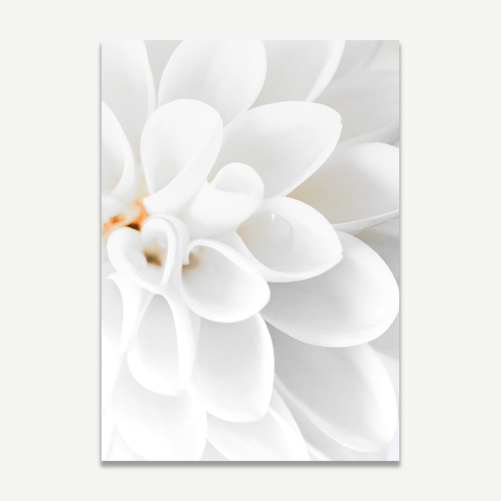 A close-up photograph of a white dahlia flower.