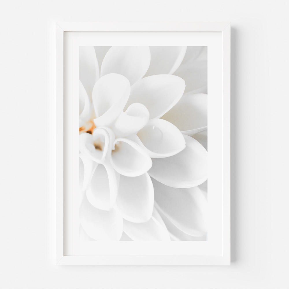 A framed photograph of a white dahlia flower with a blurred background.