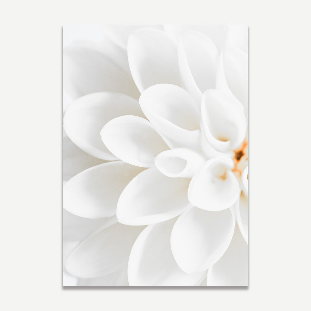 A close-up photograph of a white dahlia flower.