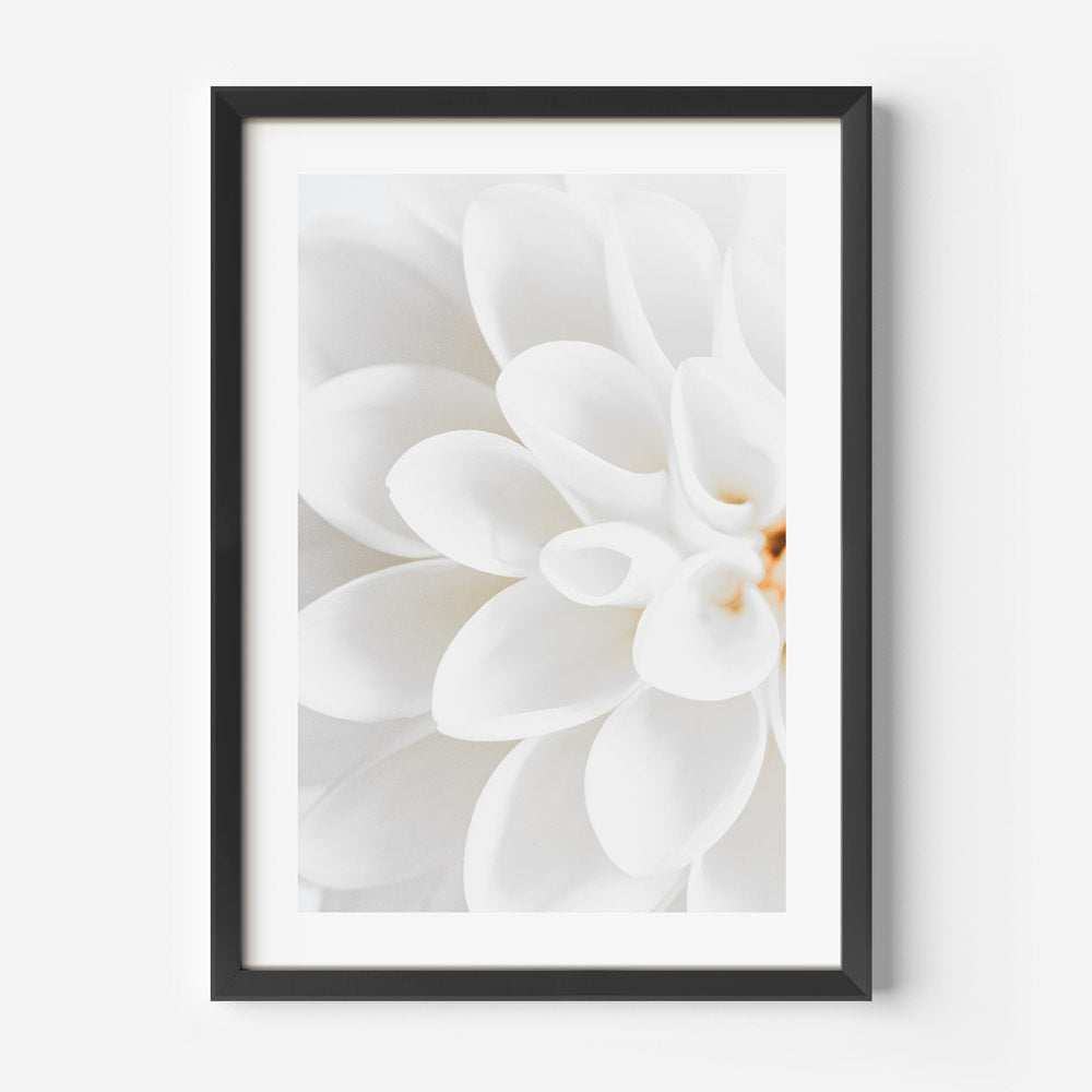 White Dahlia I Art Print
