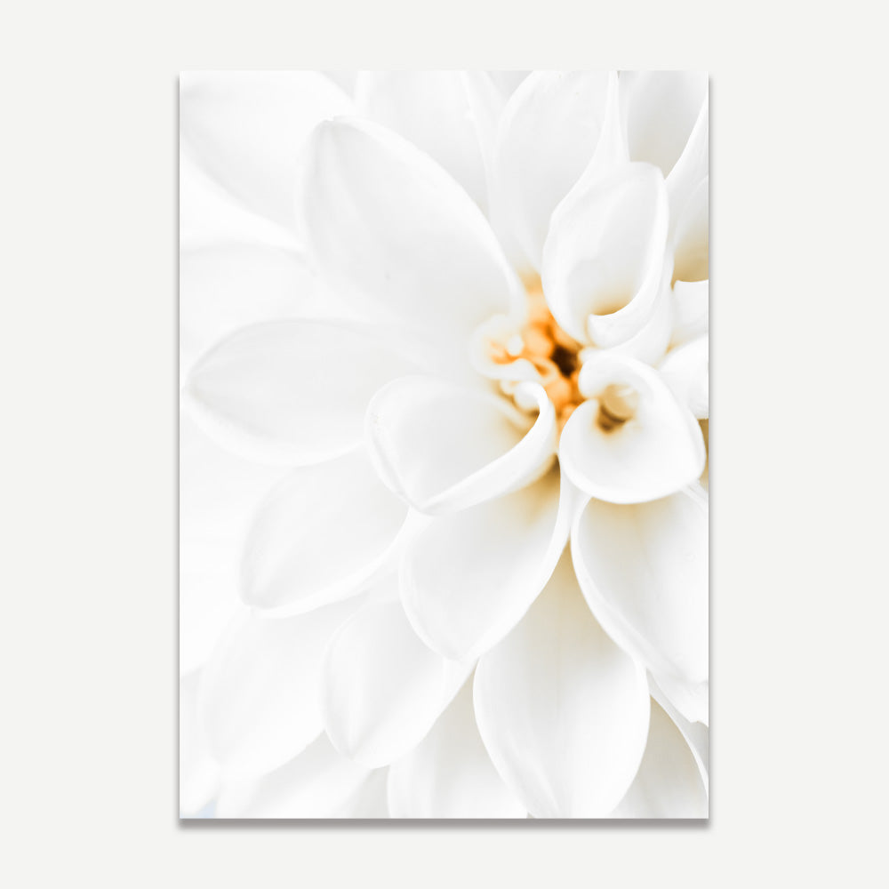 A close-up photograph of a white dahlia flower.