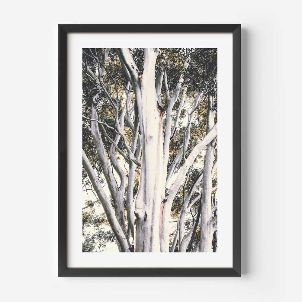 White Gums Art Print