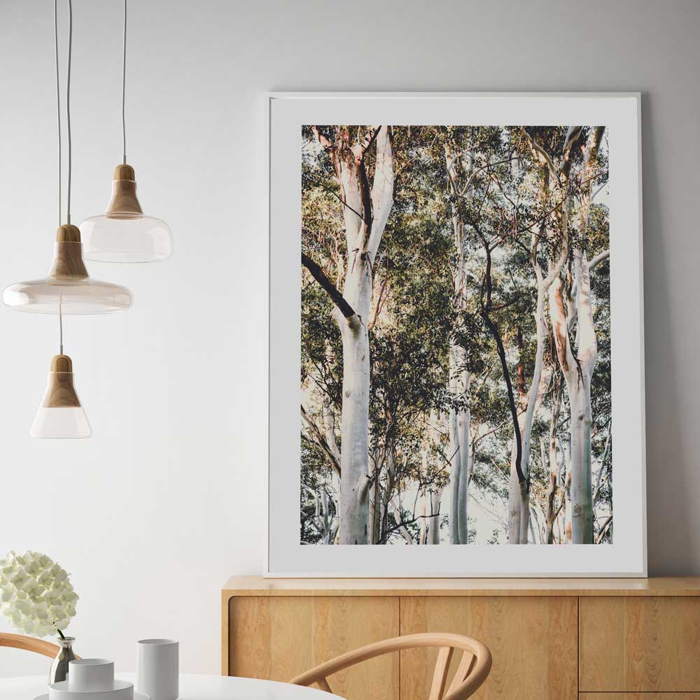 Australian White Gums Art Print