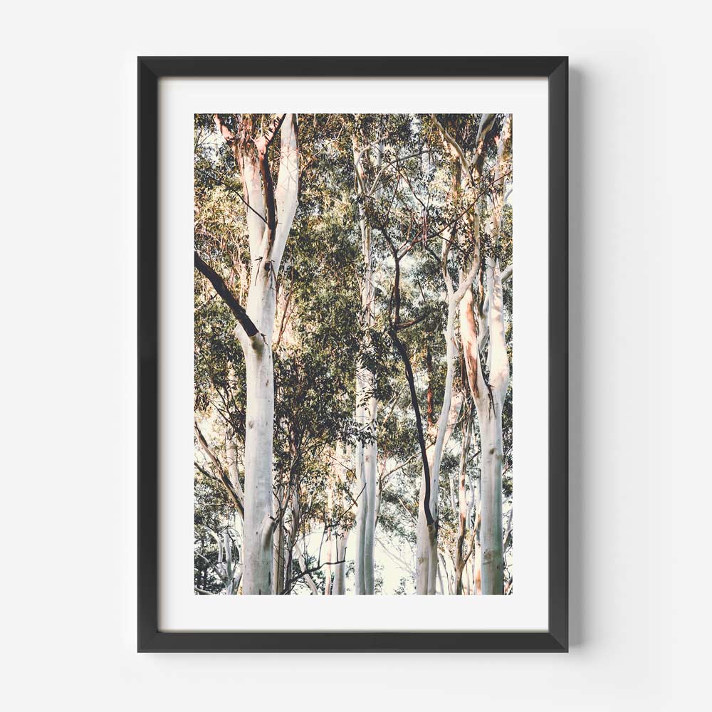 Australian White Gums Art Print