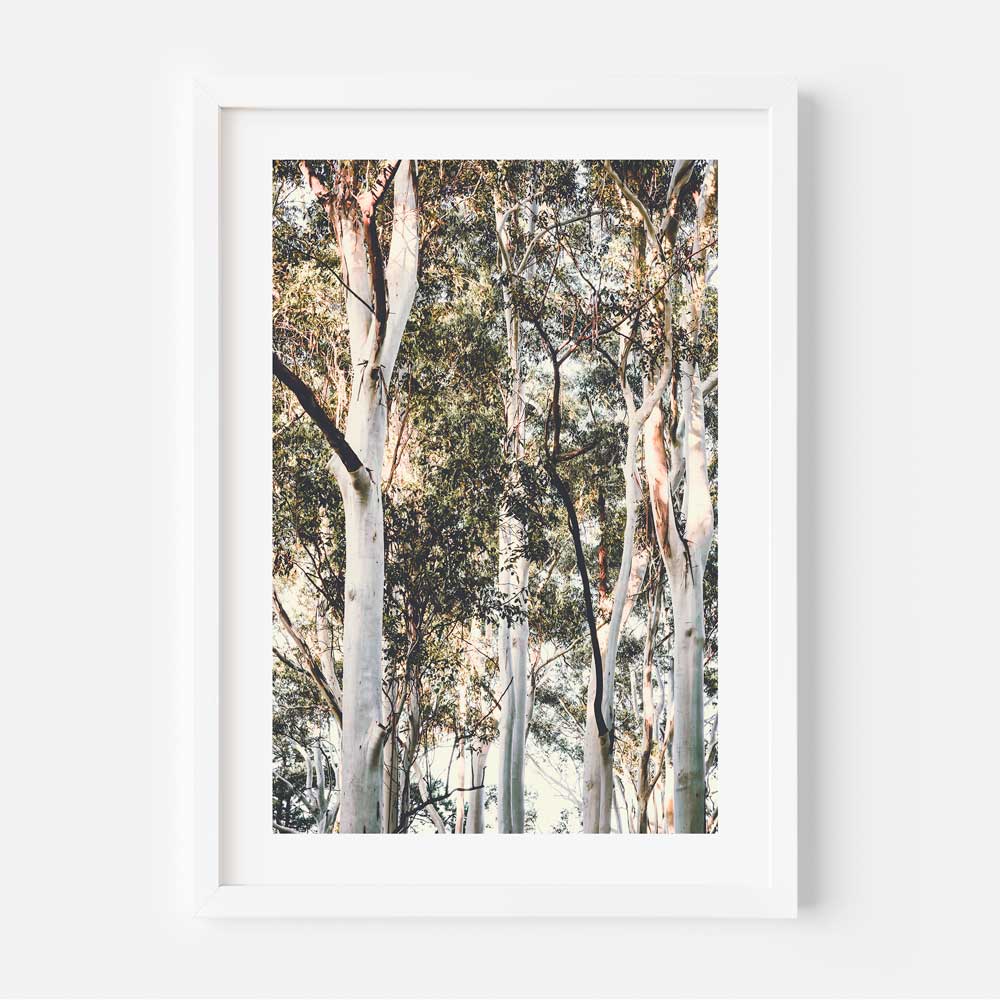 Australian White Gums Art Print