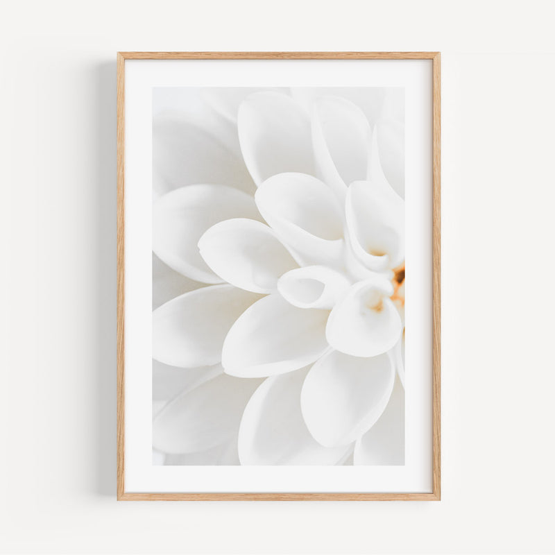 White Dahlia I