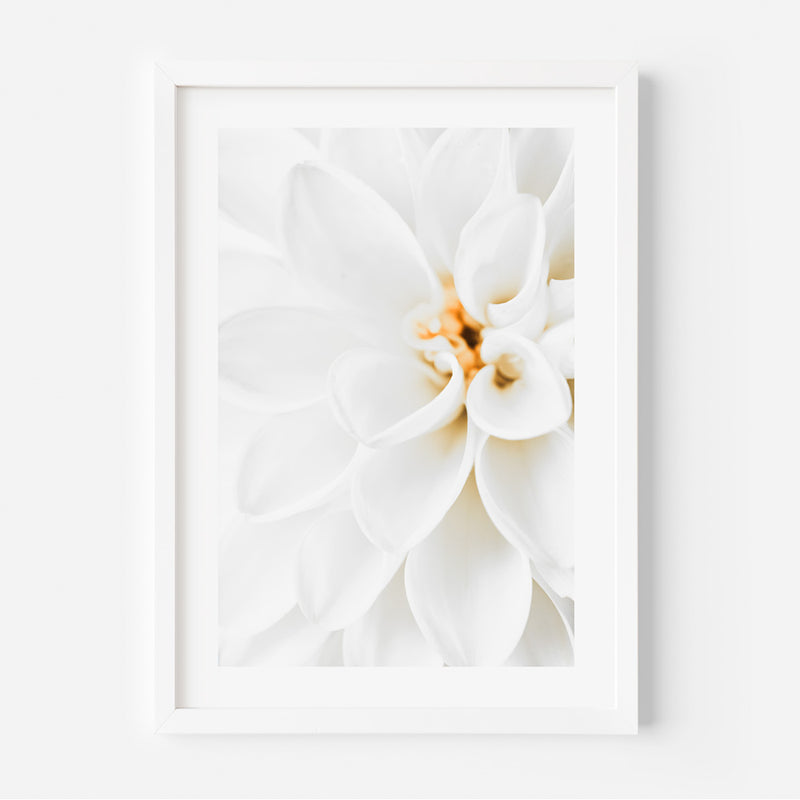 White Dahlia II