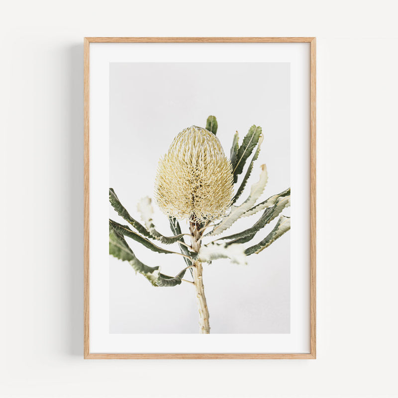 Banksia II