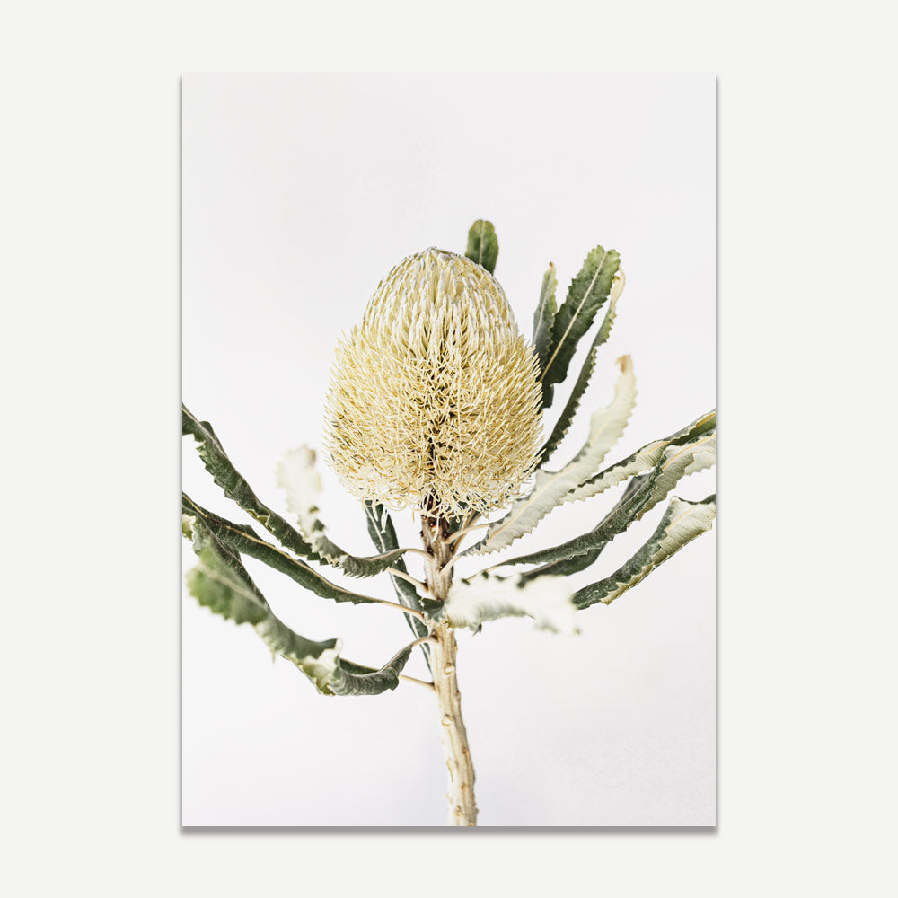 Banksia II