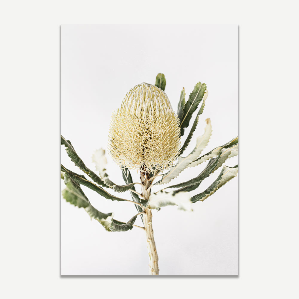 Set of 2 - Banksia I & II