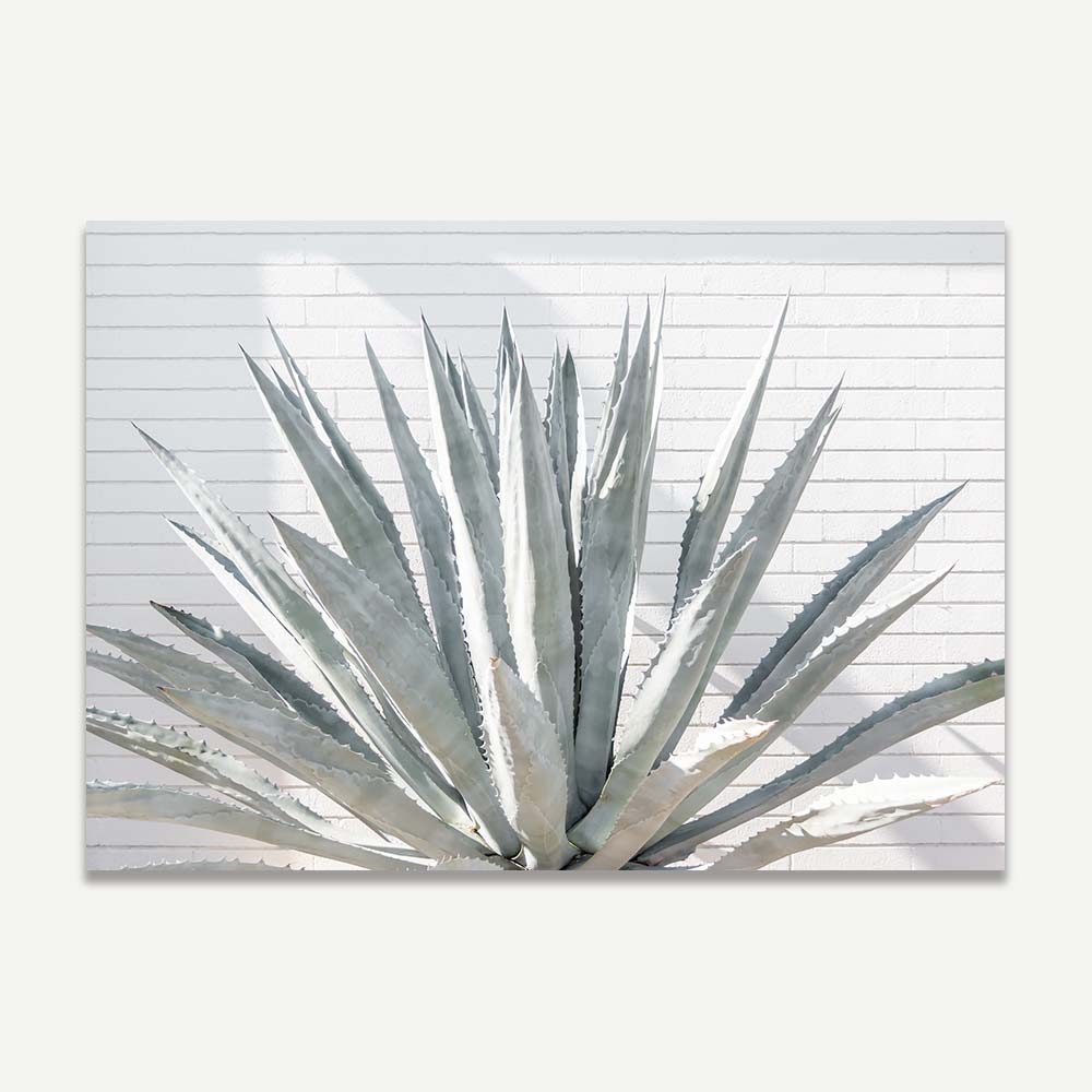 Artwork of Blue agave cacti and in Palm Springs, canvas print for home decor