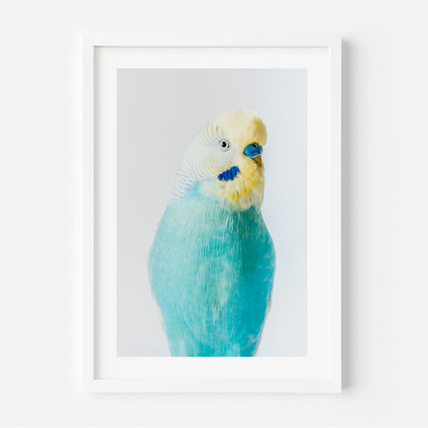 Blue Budgie Art