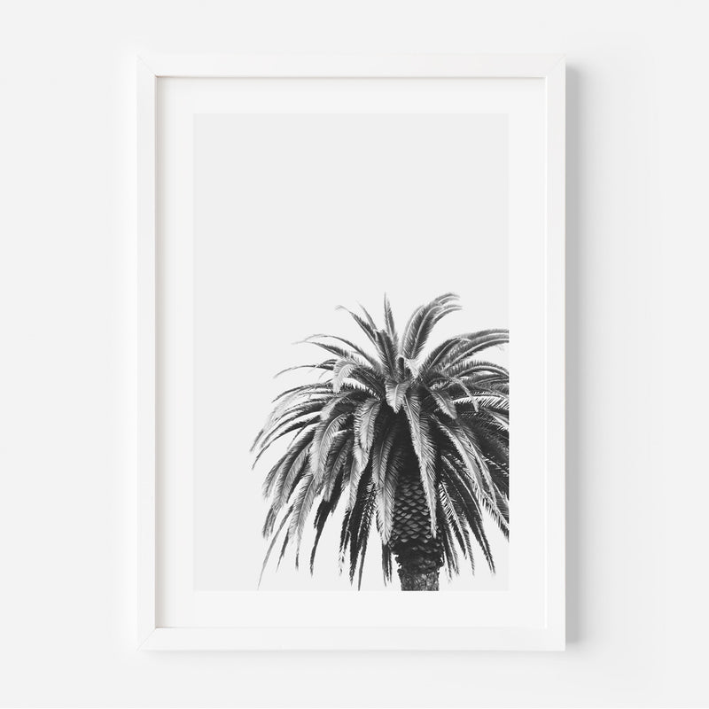 BW Palm