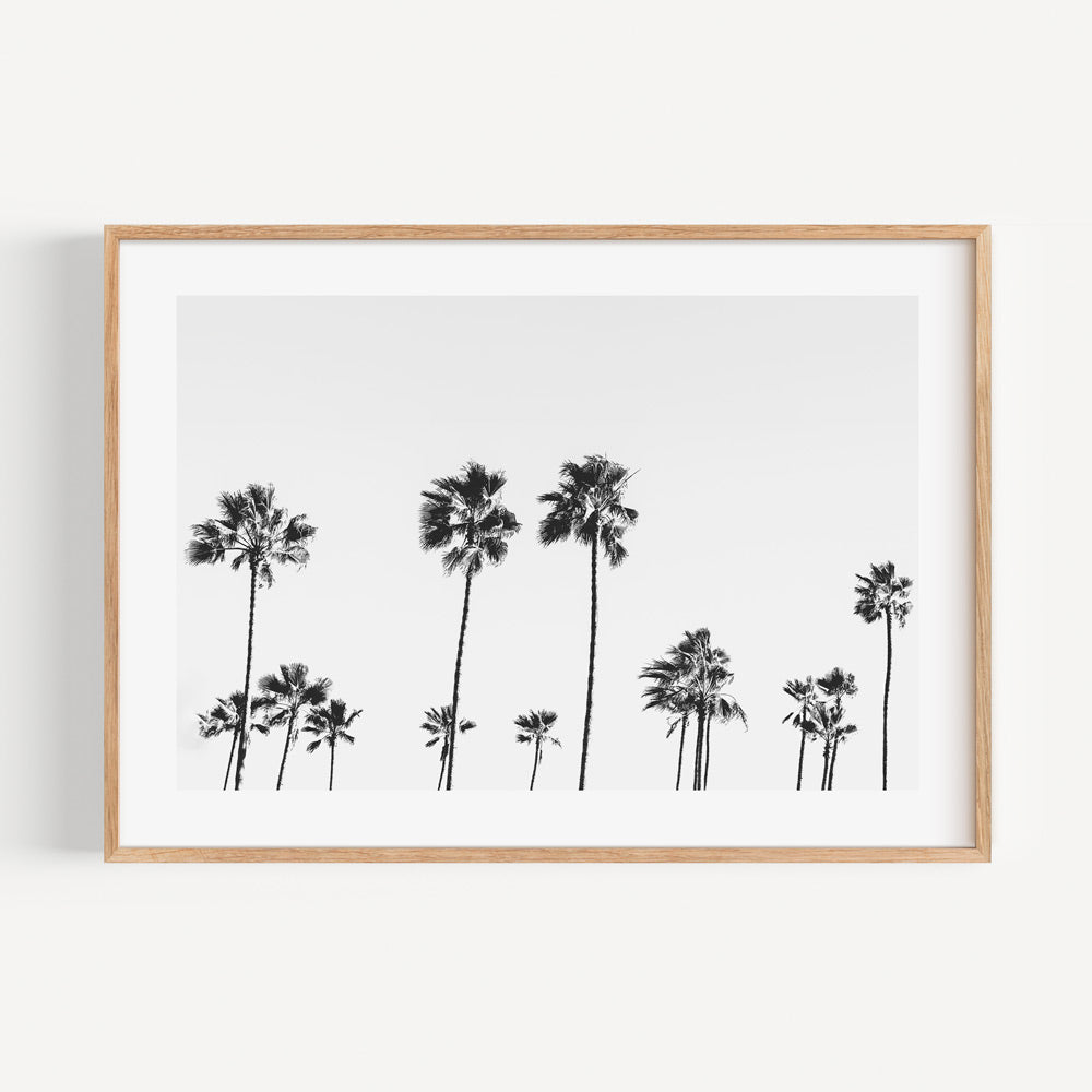 Transform your walls with BW LA Palms - exquisite black and white palm trees, a must-have for art lovers.