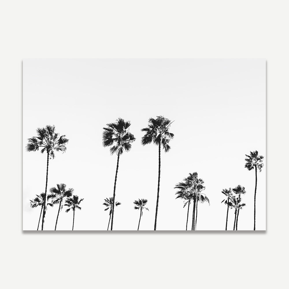 Discover the beauty of BW LA Palms - real photography of palm trees, ideal for wall decor.