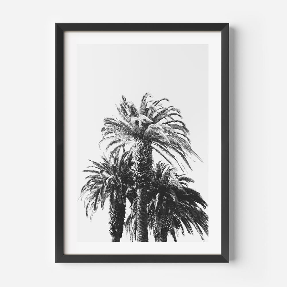 BW Palms