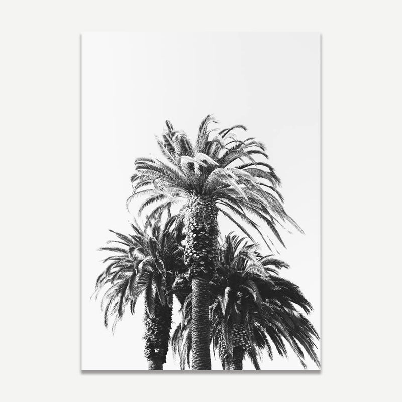 Set of 2 - BW Palms & BW Palm