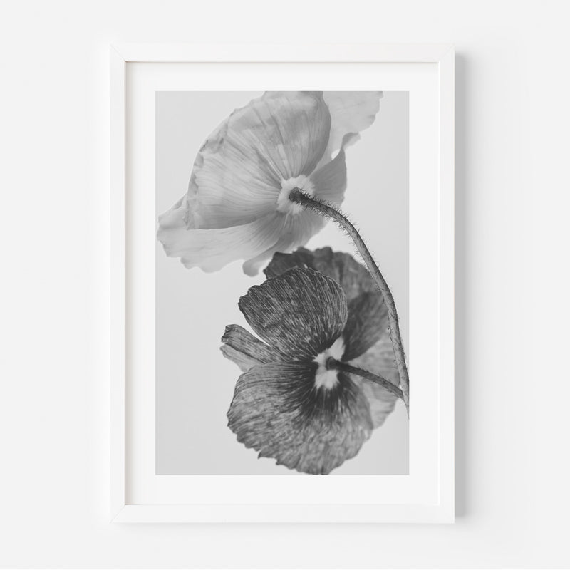 Set of 3 - BW Poppies I - III