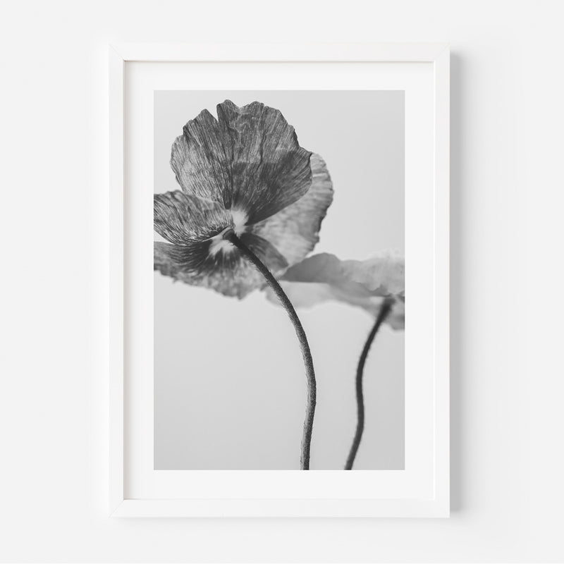 Set of 3 - BW Poppies I - III