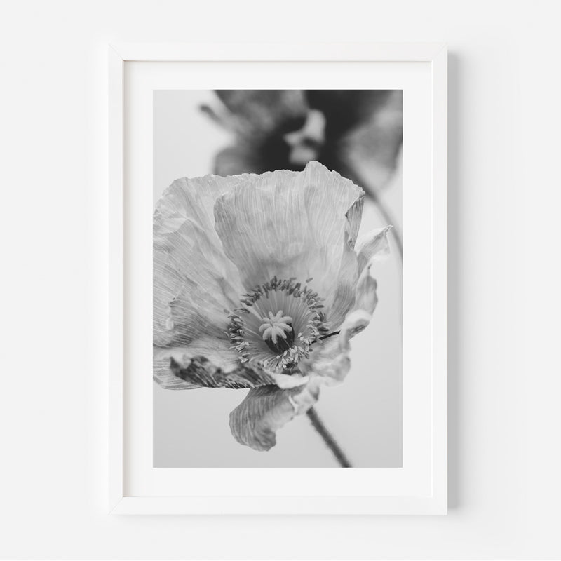 BW Poppies III
