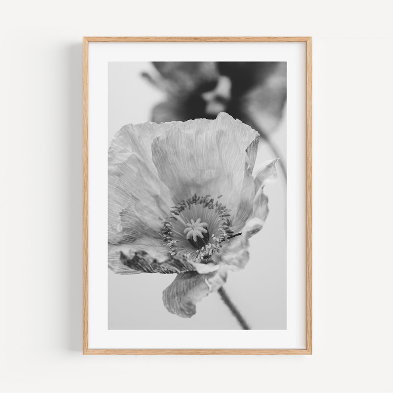BW Poppies III