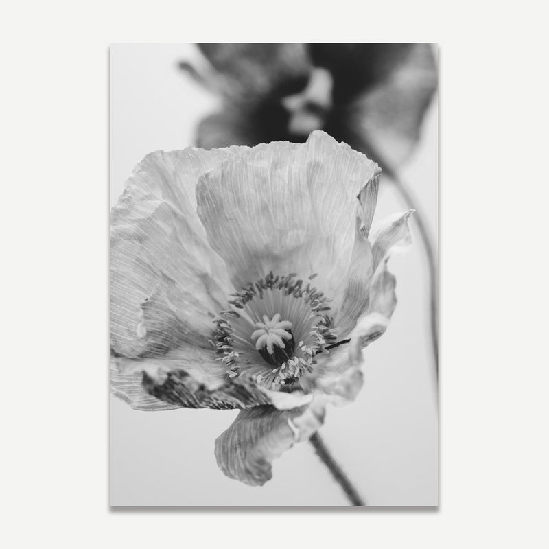 Set of 2 - BW Poppies II & III