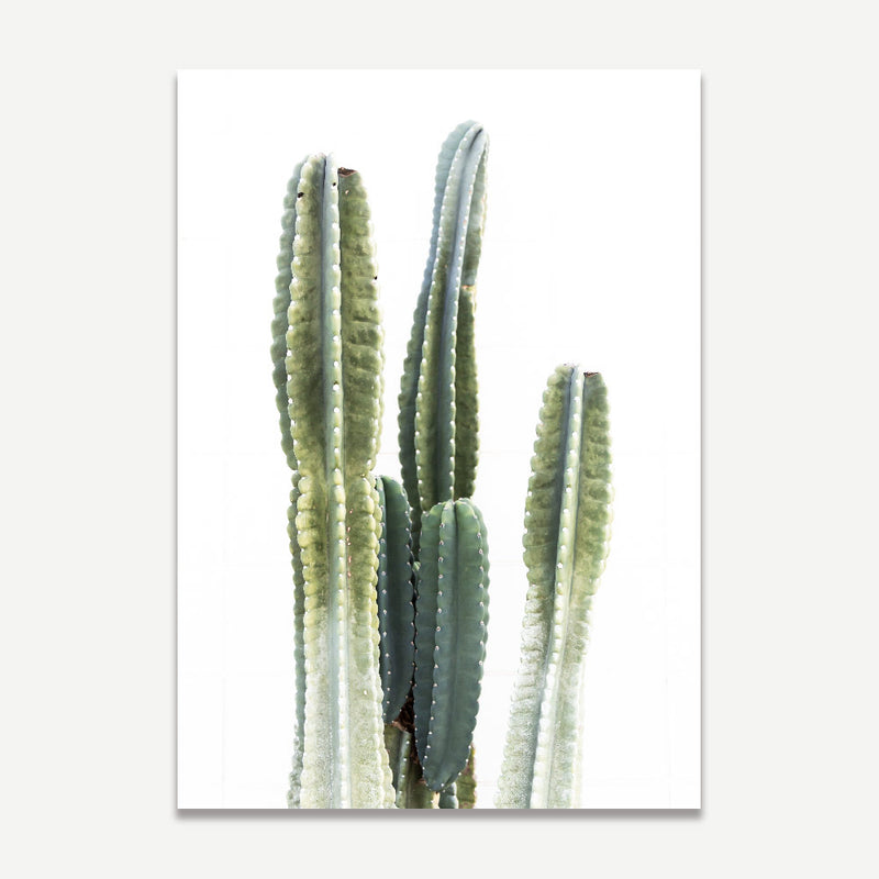 Set of 2 - Torch Cactus & Cactus I