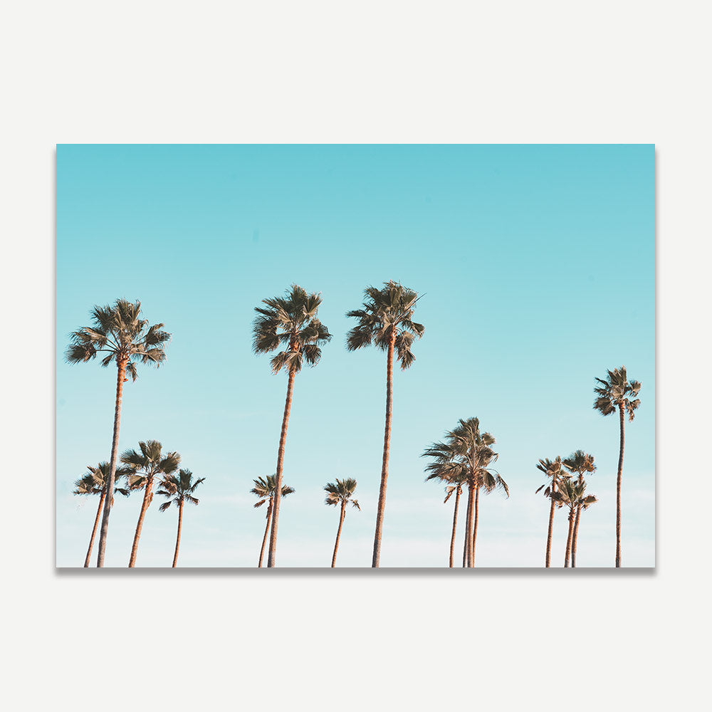 Tranquil palm trees against a blue sky - elevate your wall decor with our real photography artwork.