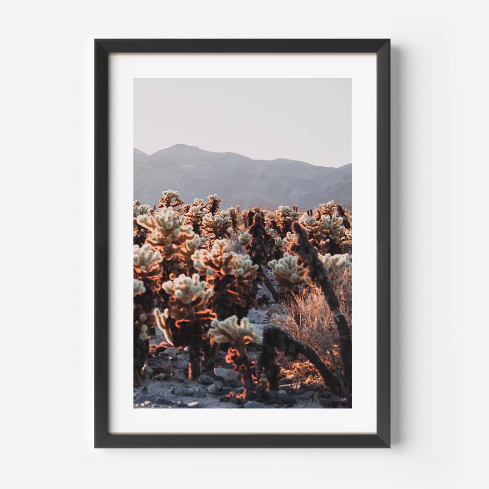 California Desert Charm: Stunning views of the Cholla Cactus Garden, capturing the essence of the Southwest, perfect for wall art.