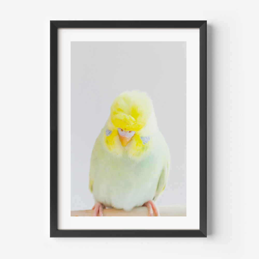 Crested Budgie Art