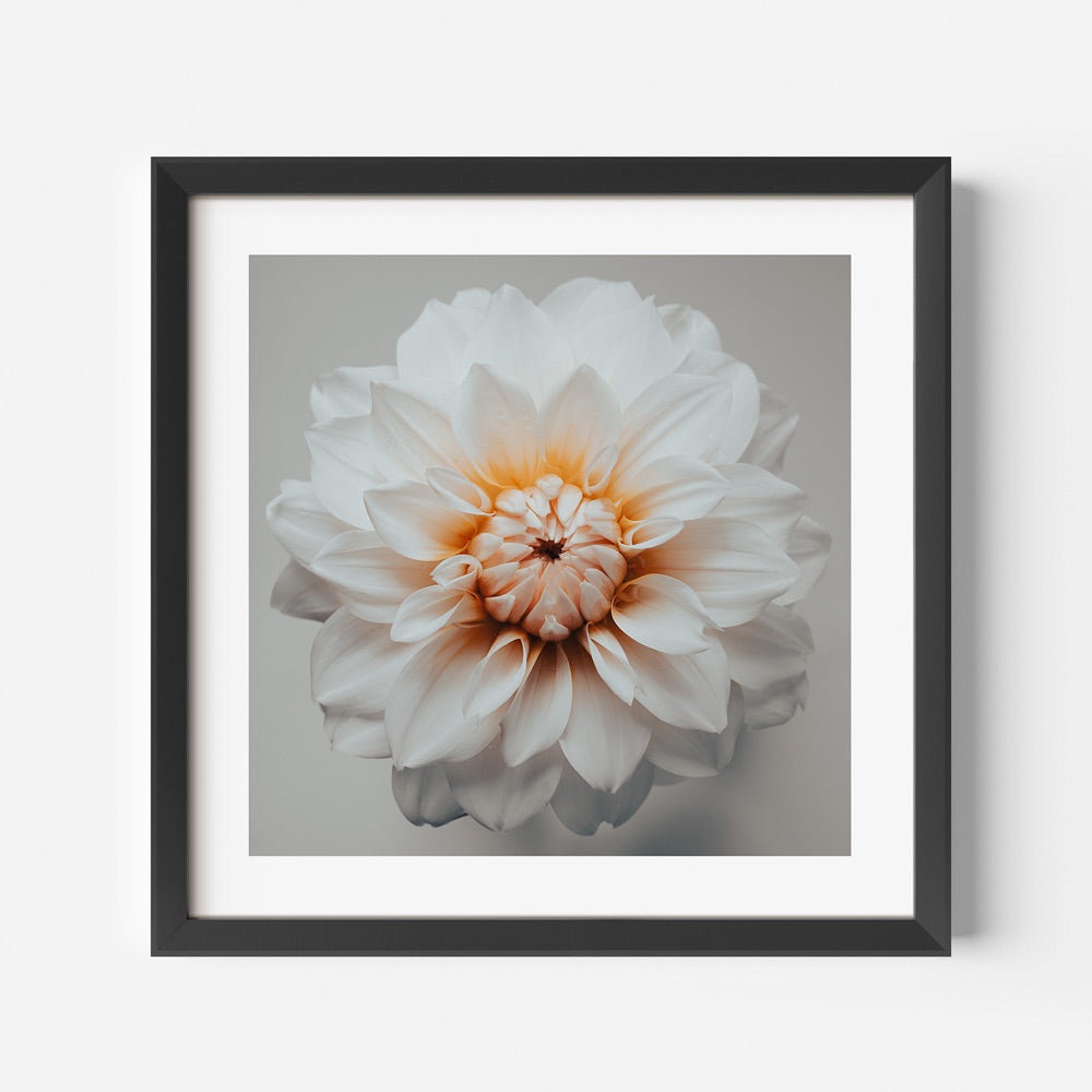 Real photography of a white flower with orange petals on a grey background - prints shop at Oblongshop.