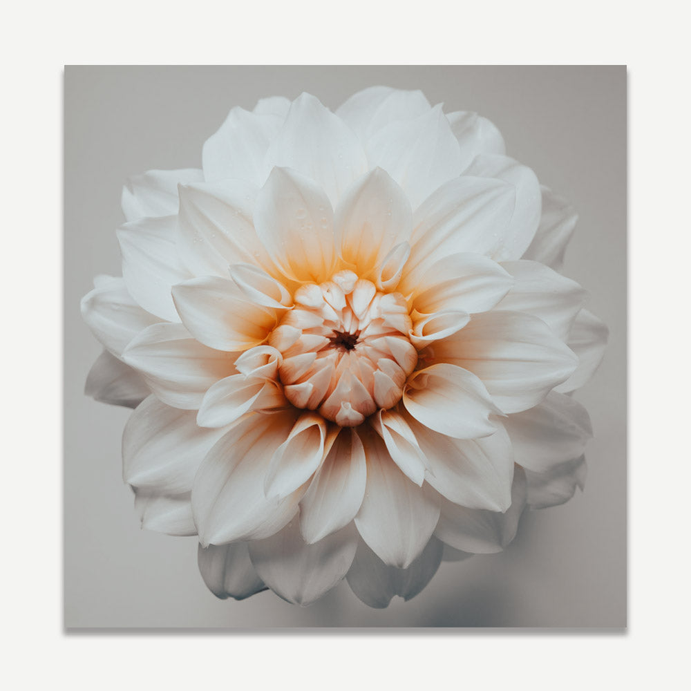 Elegant white and orange dahlia flower on a grey background - posters and prints from Oblongshop.