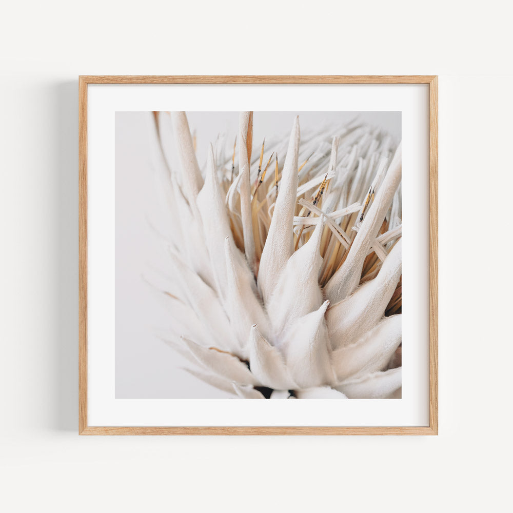 A captivating white framed protea flower photo, great for enhancing your wall decor.