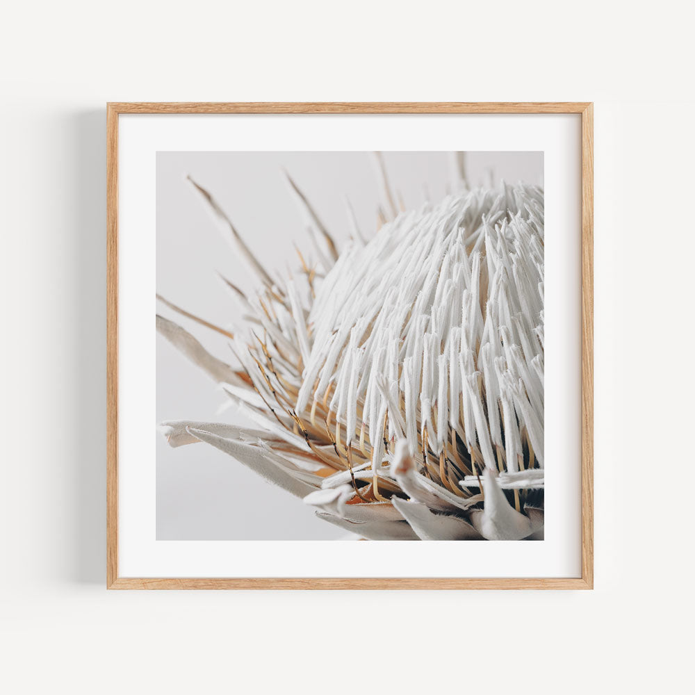 Minimalist Floral Art: Dry Protea in a sleek natural frame, a modern touch for your home decor.
